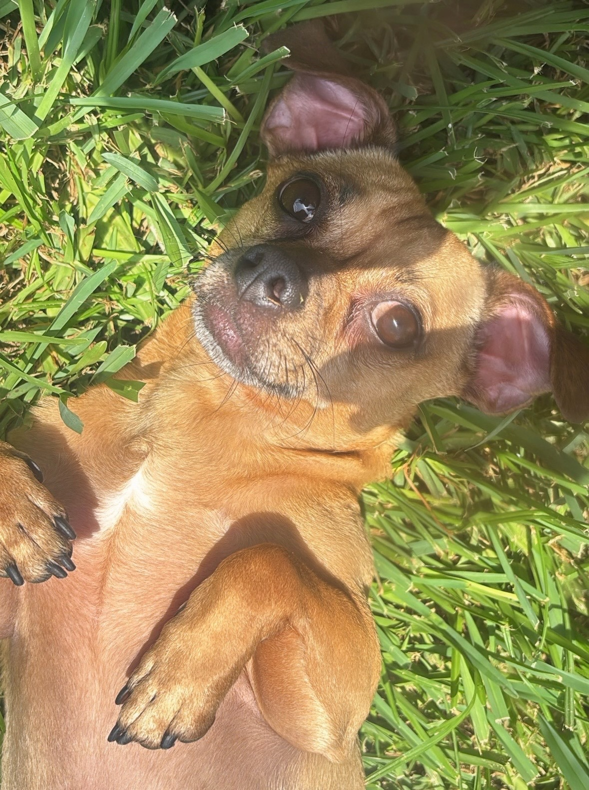 headshot of peewee